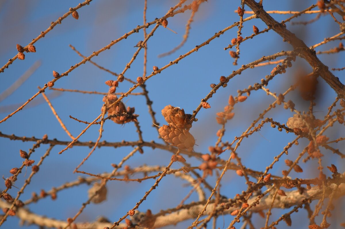 Ясное небо в солнечный день. Фото автора