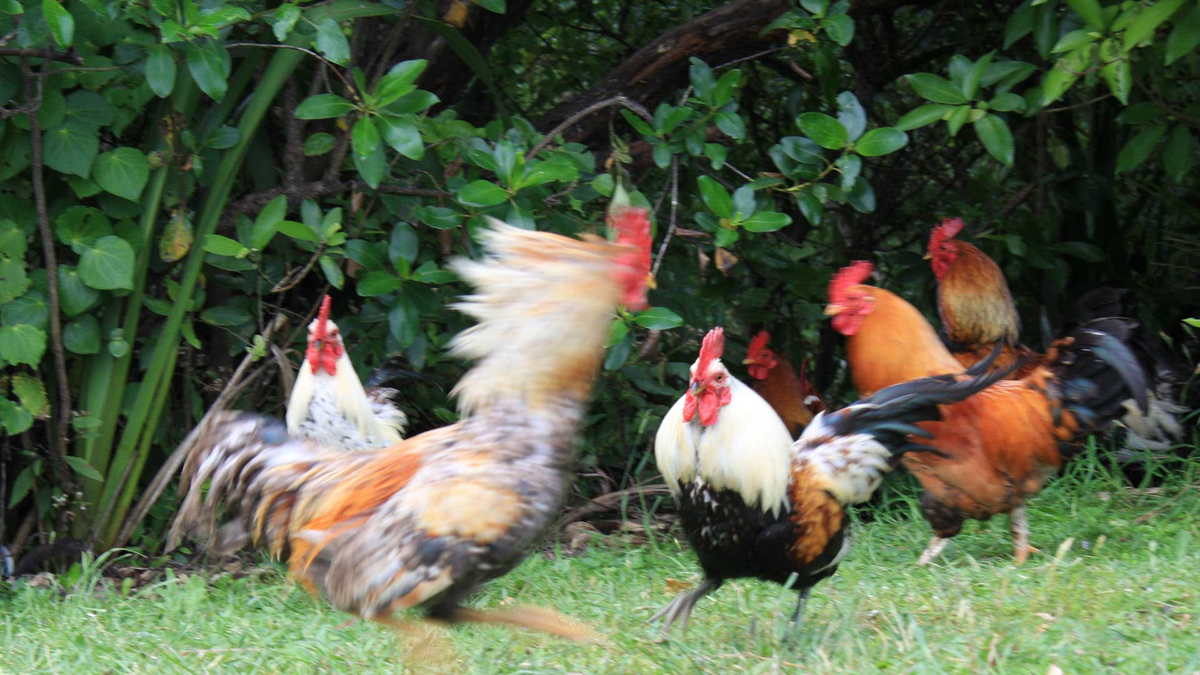 russellstreet / Fickr