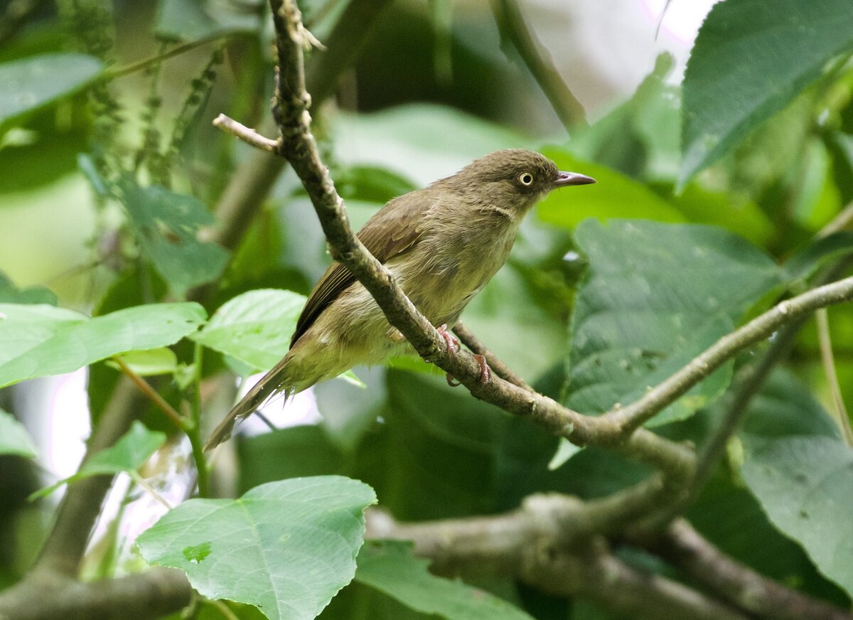 обыкновенная горлица (streptopelia turtur). горлица обыкновенная летит. обыкновенная горлица (streptopelia turtur). птица горлица обыкновенная. птица горлица обыкновенная.