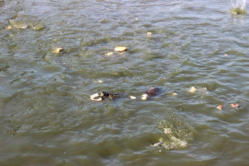 Месево из голодных жителей грязного пруда.