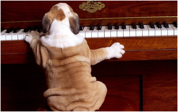    Каждый, даже плохо разбирающийся в музыке человек, когда-то что-то слышал о «Собачьем вальсе». Или даже сам играл эту незатейливую мелодию.