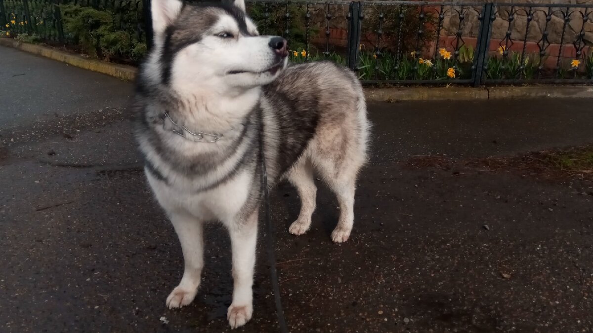 Мой пёс Бэст. Порода Сибирский хаски.