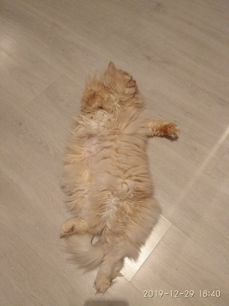 Вот он. Больной, несчастный котик. В голодном обморок, видимо🤣