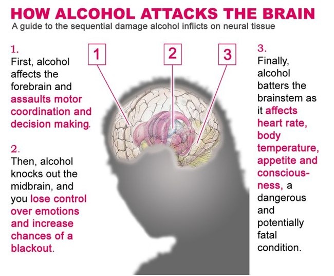 Первым делом алкоголь воздействует на передний мозг, что нарушает координацию движений и способность принимать решения. Далее, из-за поражения среднего мозга вы теряете контроль над эмоциями, возможны провалы памяти. В последнюю очередь страдает ствол мозга, а так как он отвечает за сердечный ритм, температуру тела, аппетит и сознание, данный этап может стать смертельным.
