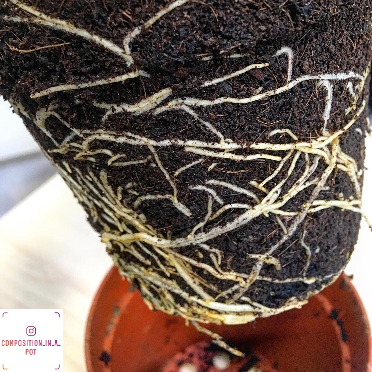 Фото сделано в магазине "Цветочки в горшочке"