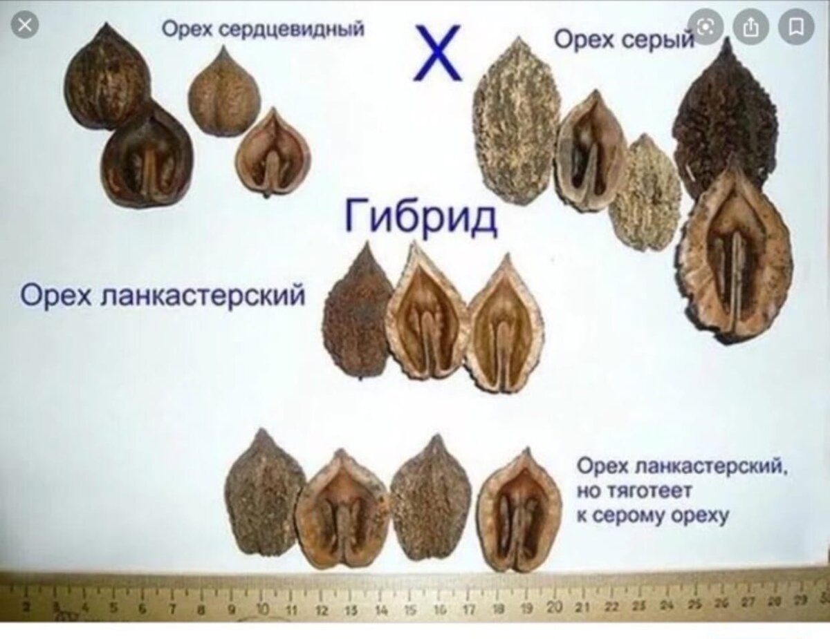 Орех плоды маньчжурский серый Ланкастерский