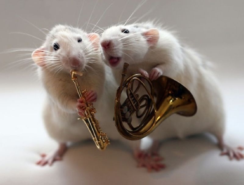 Год Белой Металлической Крысы 2020.