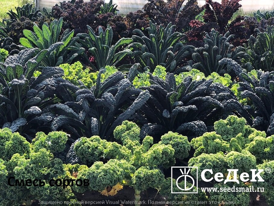 Различные сорта капусты кейл на опытном участке компании "СеДеК" в Подмосковье