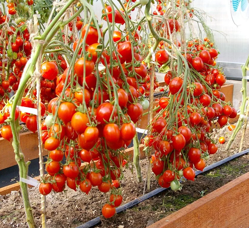 из интернета