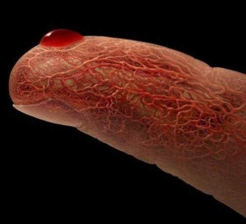 Схематическое изображение капилляров на пальце