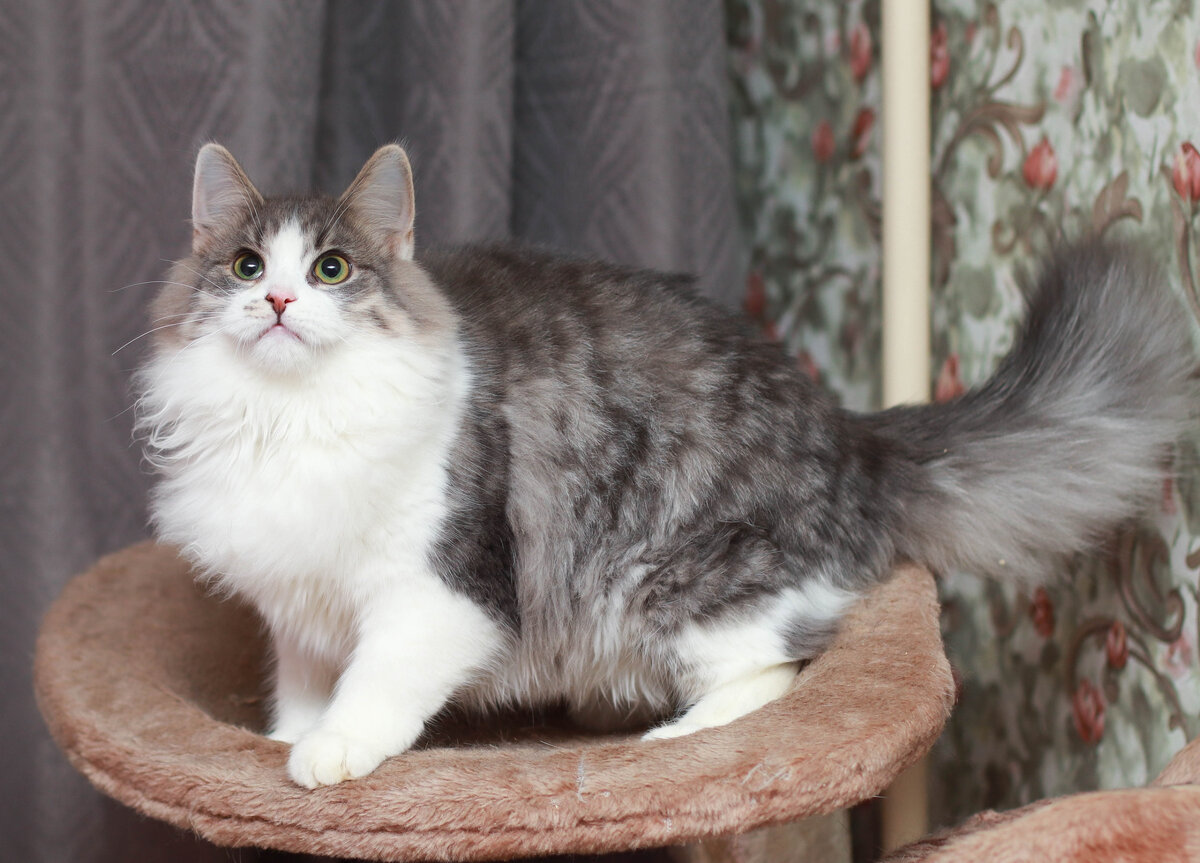 Теперь этот котёнок научился манипулировать гостями, которые после его манипуляций так и норовят ему что-то сунуть вкусненькое