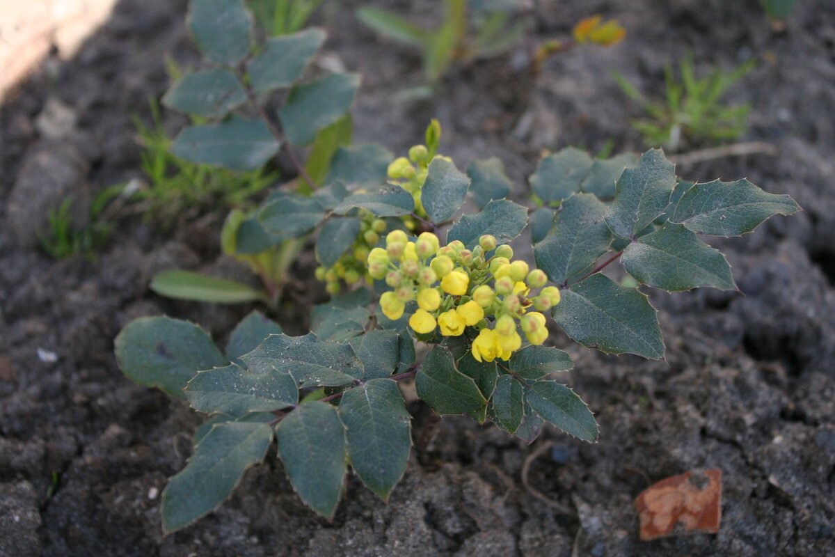 Совсем маленькое растение может вас порадовать цветением.
