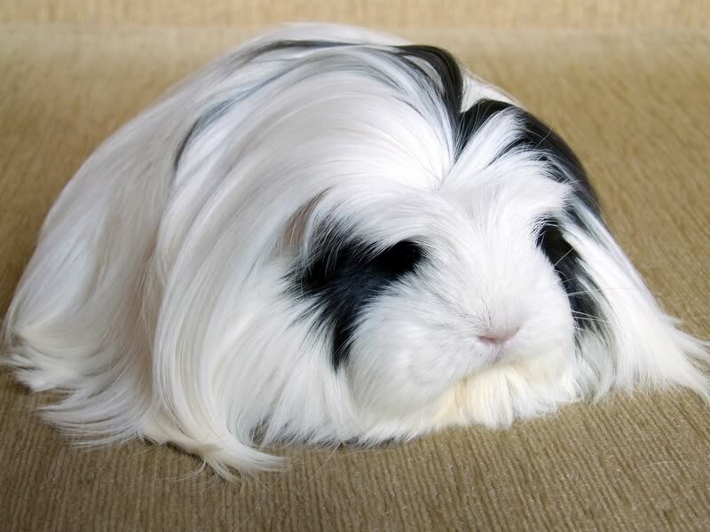 Белые породы морских свинок: их разнообразие и особенности (2021)