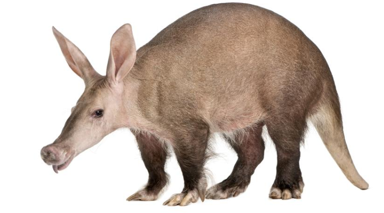 Аардварки имеют длинные липкие языки, которые могут быть длиной до 12 дюймов (30 сантиметров).