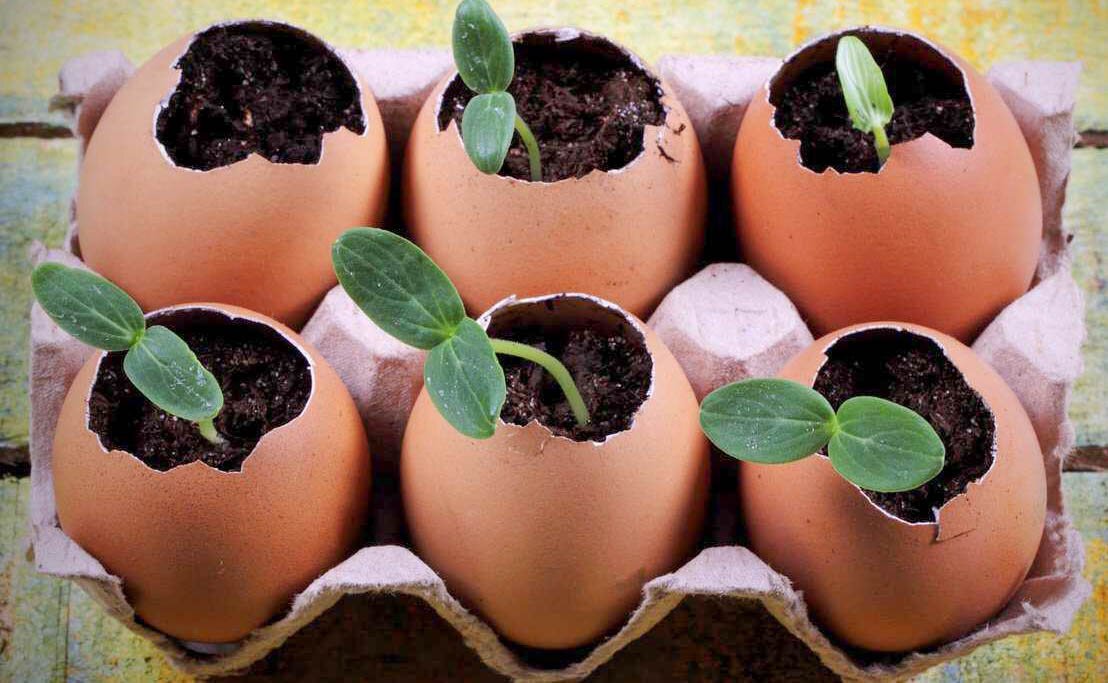 Огурцы в яичной скорлупе.