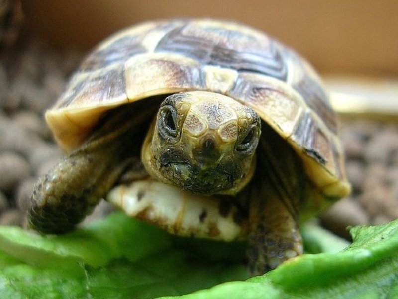 Turtle pet. Среднеазиатская сухопутная черепаха. Сухопутная черепаха Среднеазиатская малыши. Среднеазиатская черепаха маленькая. Среднеазиатская черепаха детеныш.