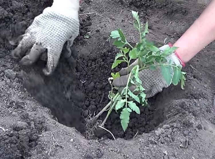 Какую Подкормку я кладу в лунку, перед высадкой Помидор в открытый грунт. Рекордный урожай Гарантирован