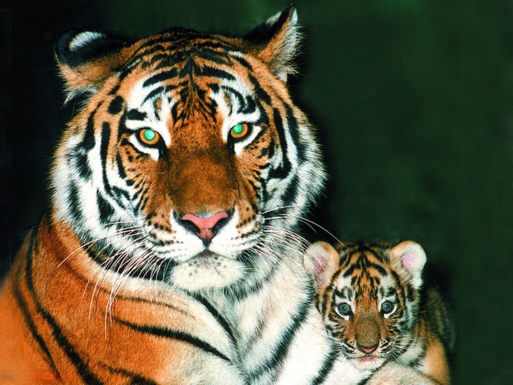 Амурский тигр | Мир животных | Дзен