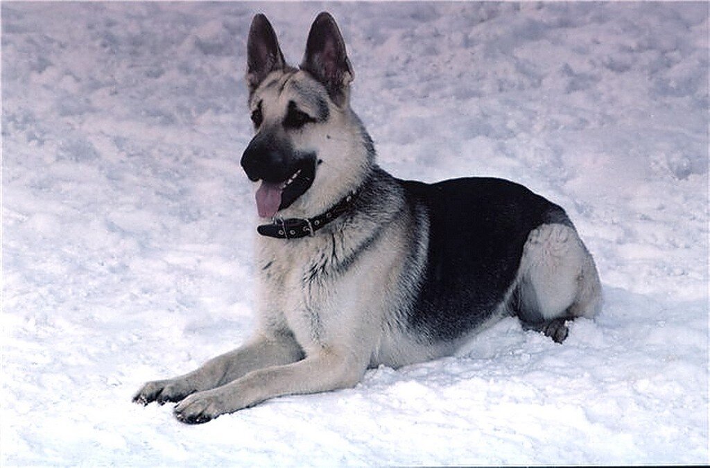 ЯНДЕКС.КАРТИНКИ