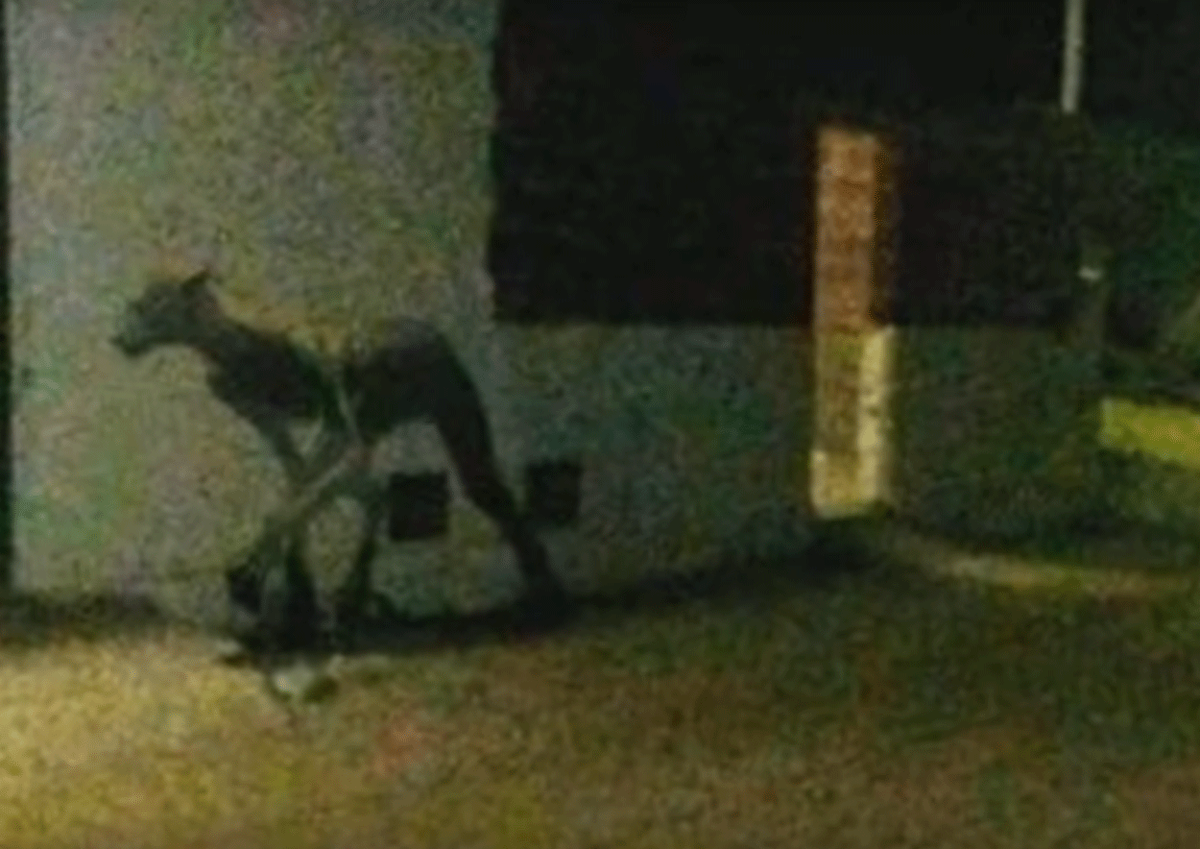 фото с камеры наблюдения