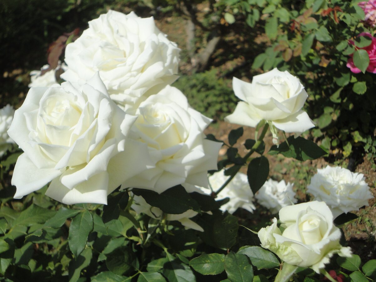 фото из личного архива розы на острове