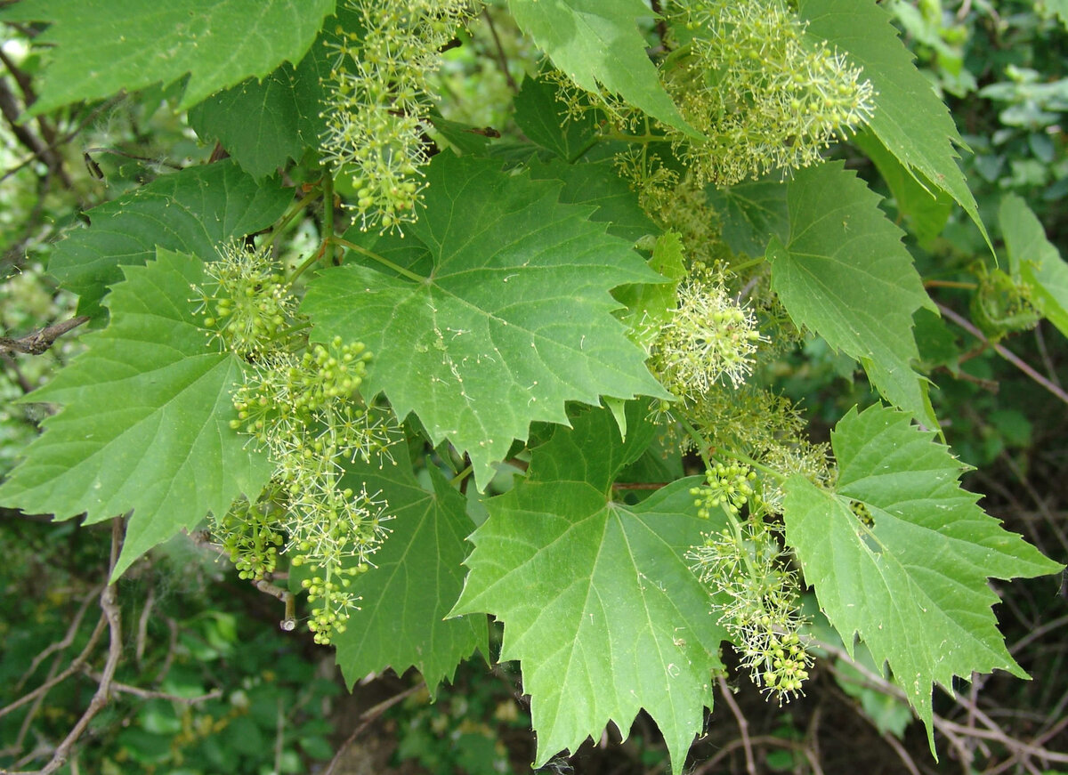 Стоковые фотографии по запросу Grapes in bloom