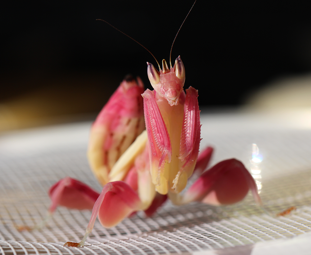 Цветок богомол. Богомол Hymenopus coronatus. Малайзийский орхидейный богомол. Орхидейный богомол (Hymenopus coronatus). Богомол Creobroter meleagris.
