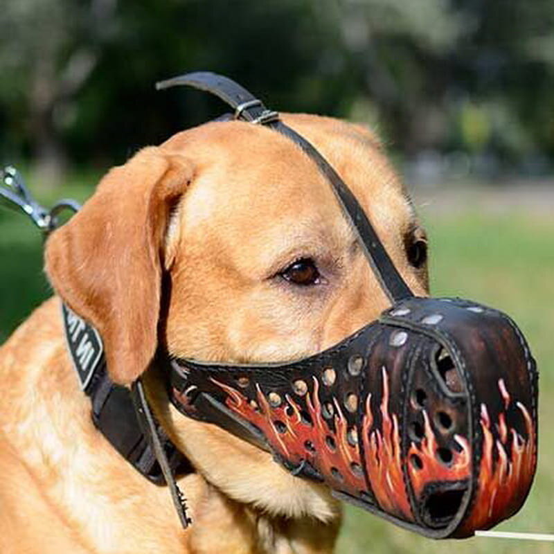 кожаный намордник для лабрадора. кожаный намордник для лабрадора. маламут в наморднике. намордник для золотистого ретривера. намордник для лабрадора.