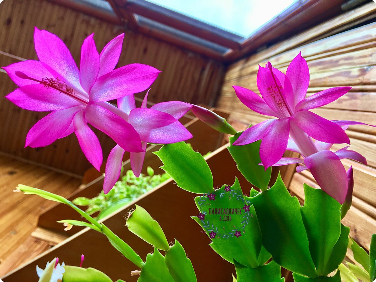 Вид снизу :) Если бы Вы видели, как я корячилась. Старалась очень:)))) На следующем фото в галерее более привычный ракурс.