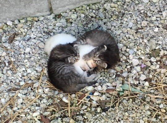 Котята. Источник фото: http://www.creepy-world.com/2018/02/kittens-found-wrapped-around-their.html