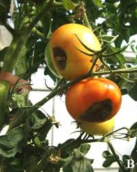 Blossom-end rot from https://www.researchgate.net/publication/228652895