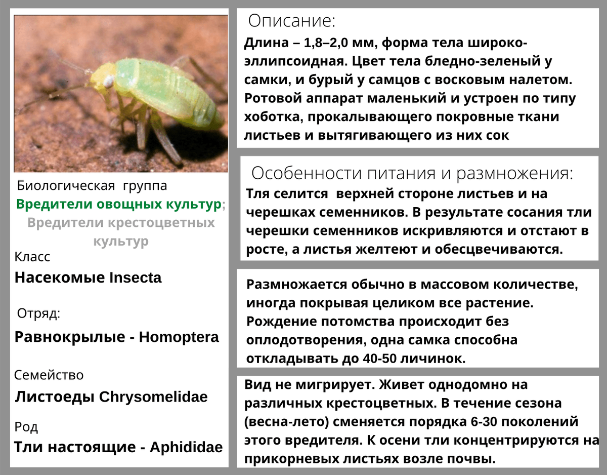 Капустная тля особенности вида