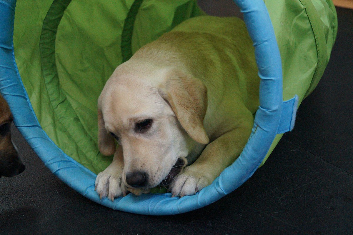 Щенок лабрадора на игровой группе в Догги-центре