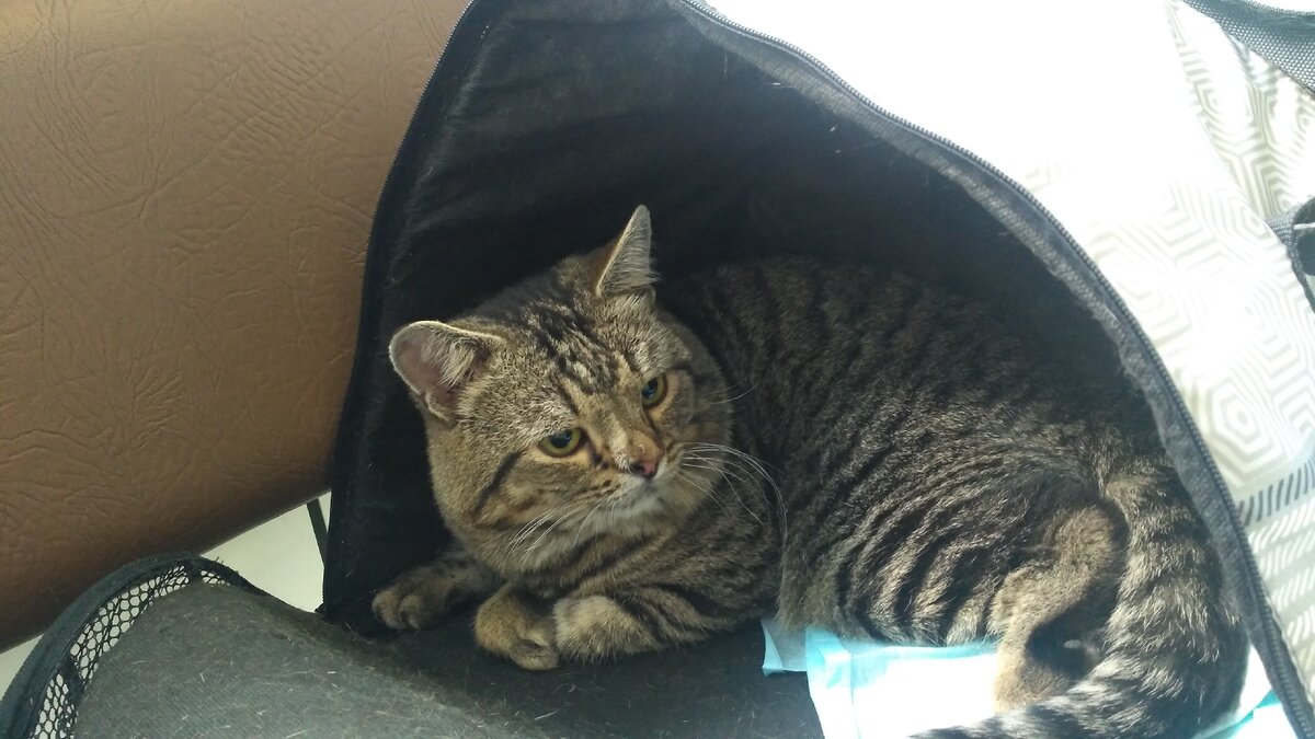 то не затащишь в переноску, то не вытащишь из неё. (в клинике)