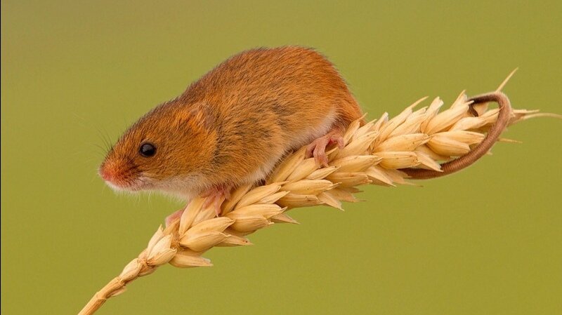 Мышь-малютка. Длина тела не более 13см, а вес до 16г