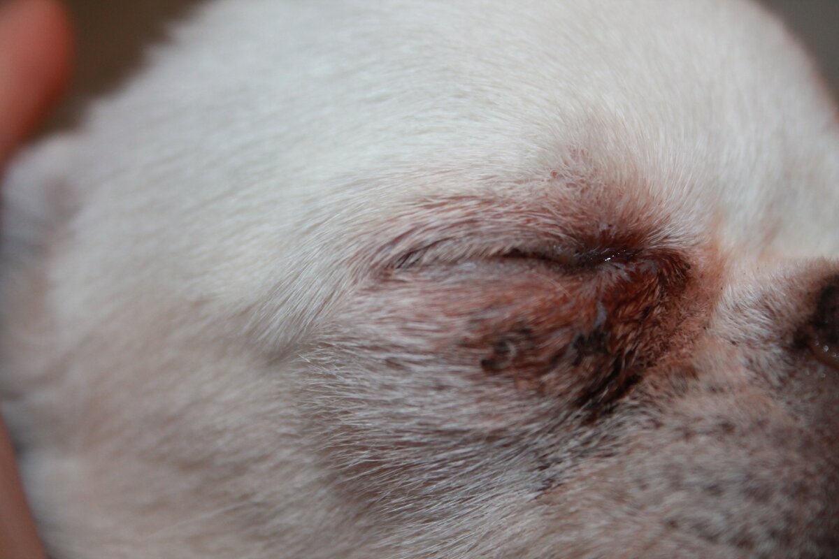 Даже у короткошерстных собак при отсутствии уходя за глазами, микроорганизмы начинают свою жизнедеятельность, образуются корки и покраснения, шерсть краснеет на светлой шерсти.
