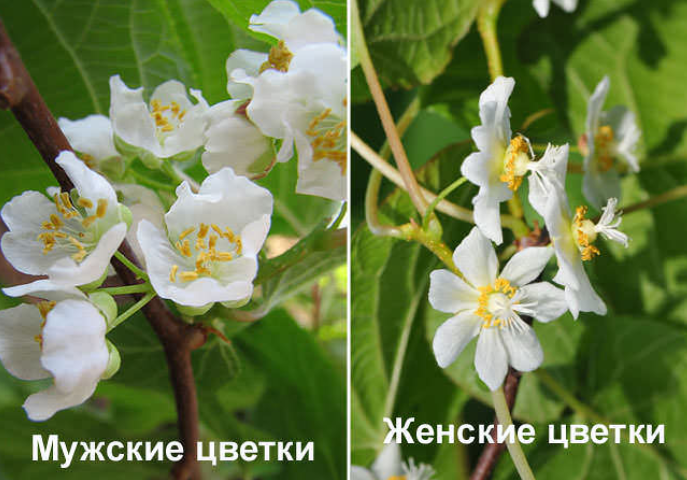Женские и мужские цветки актинидий