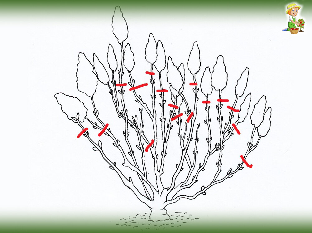 Обрезка гортензий. Фото из открытых источников в интернете