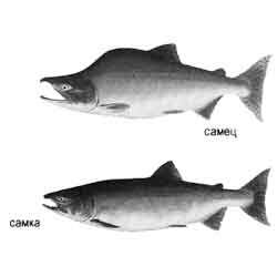 Горбуша самка и самец. Горбуша самка или самец как отличить. Как определить самку горбуши. Горбуша самка или самец как отличить. Горбуша отличие самца от самки.