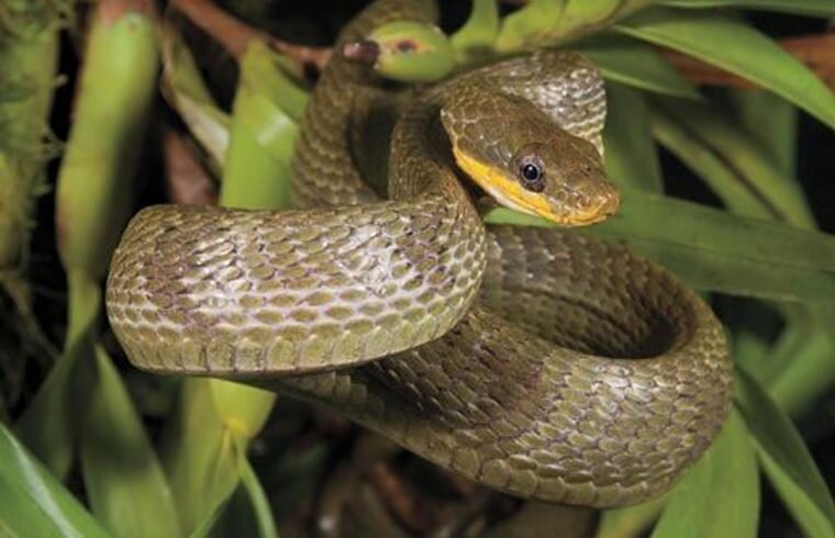Карибская кукарекающая змея