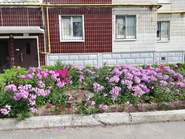 Двор одного из домов города Всеволожска. Фото автора