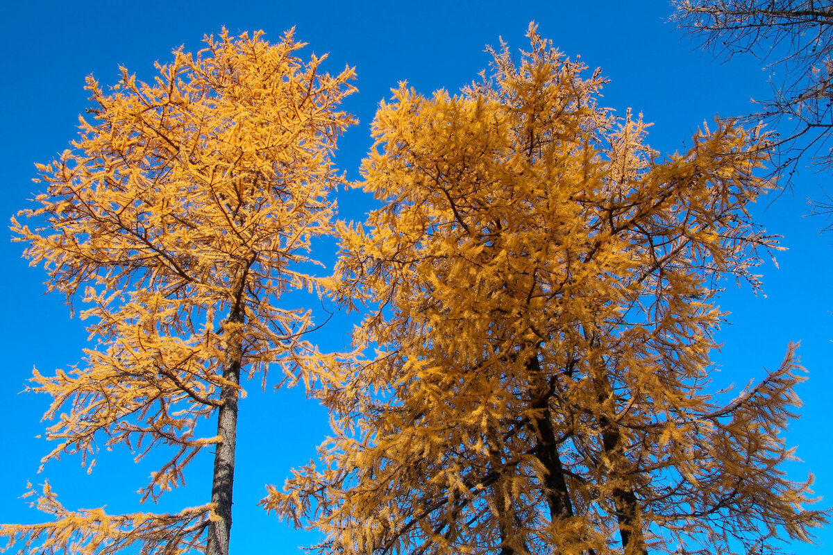 Лиственницы европейские