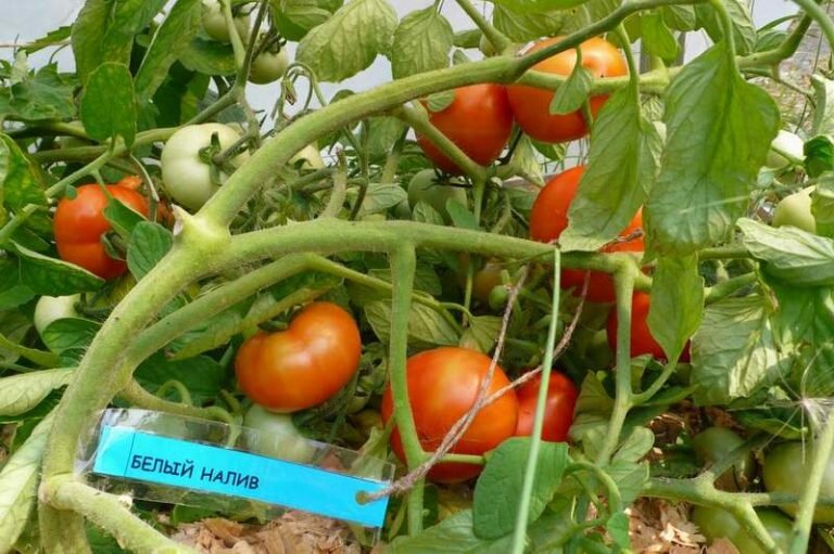 Три советских сорта томатов которые мы сажаем более 40 лет и получаемхороший урожай в подмосковье.