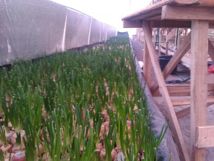Выращивание лука на перо в теплице довольно хлопотно.