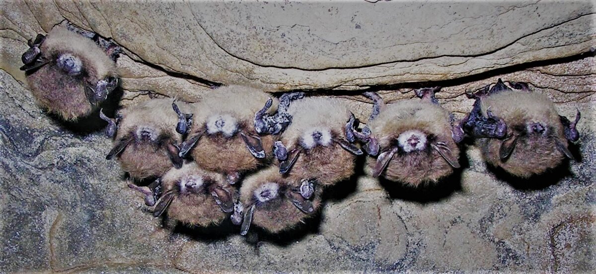 Из 8 мышей только одна еще здорова