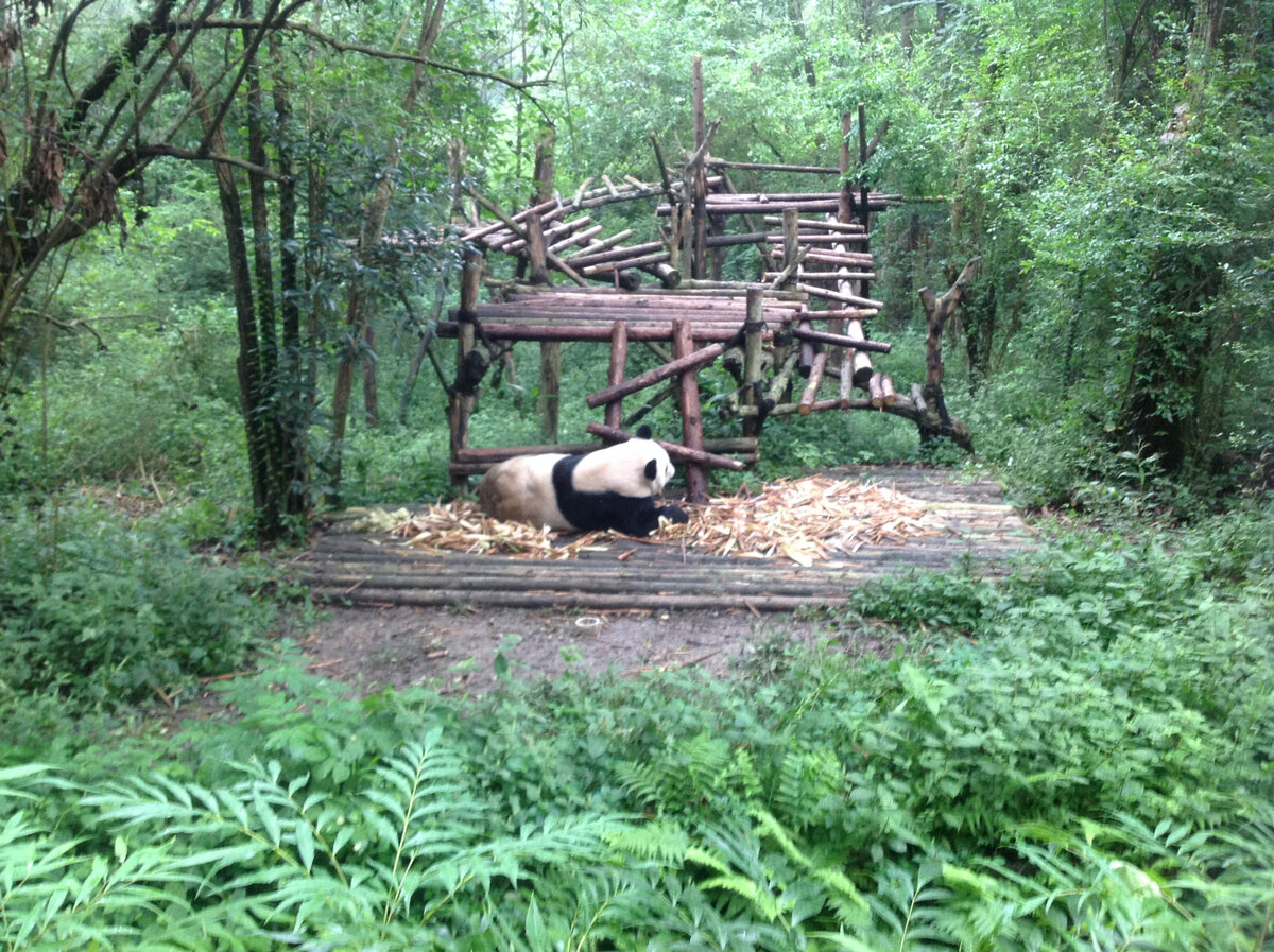 Ченду. Центр панд. Фото из личного архива.