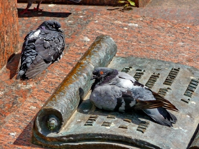 фото в свободном доступе в интернете