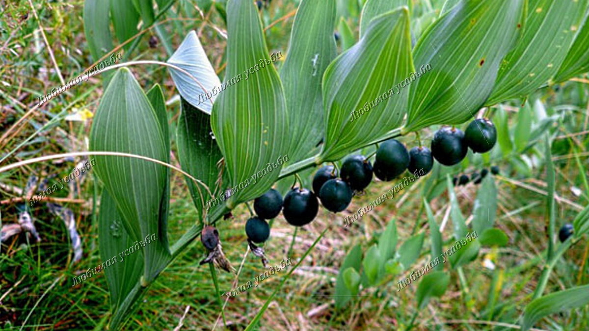 Купена многоцветковая – Polygonatum