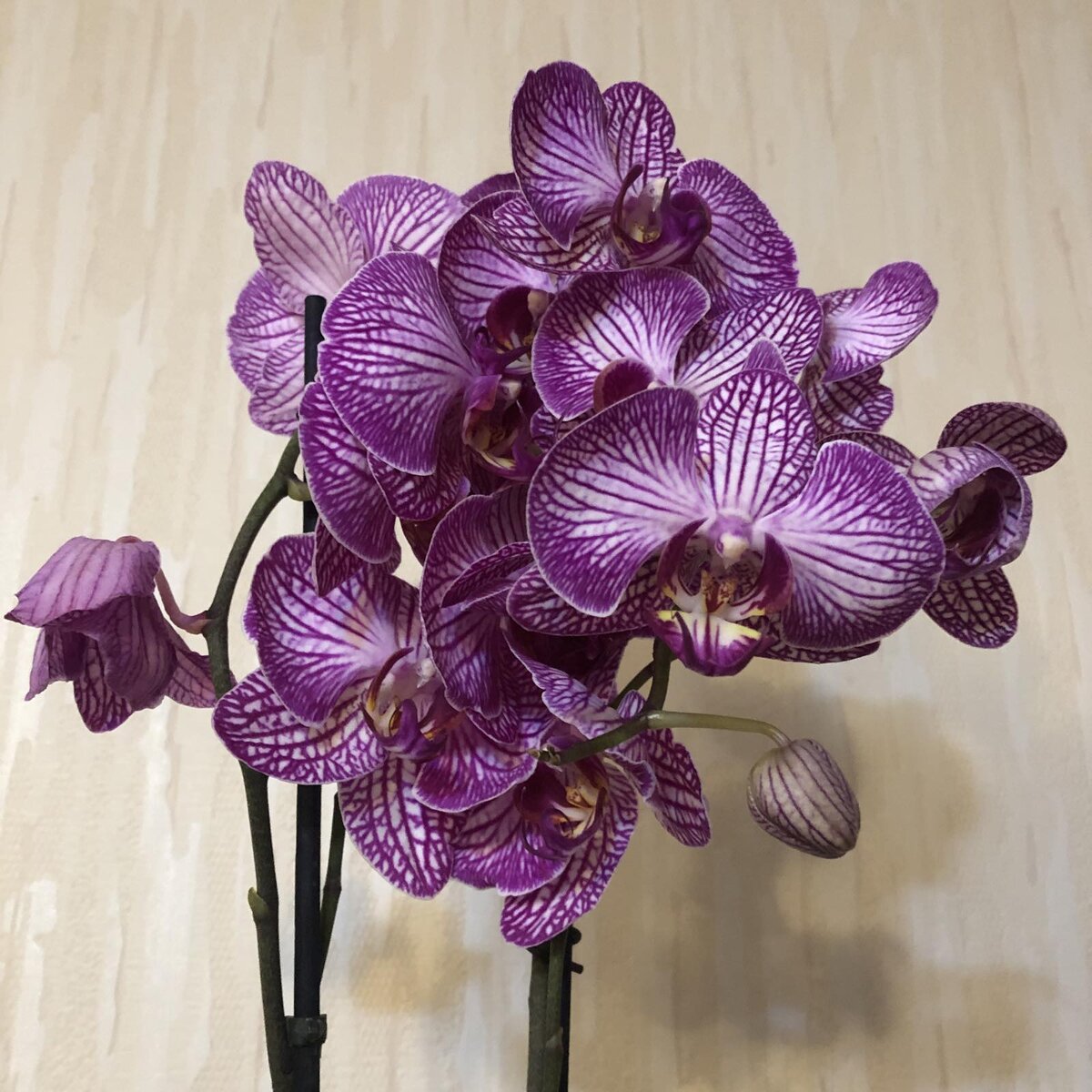 Так цвела большая орхидея.