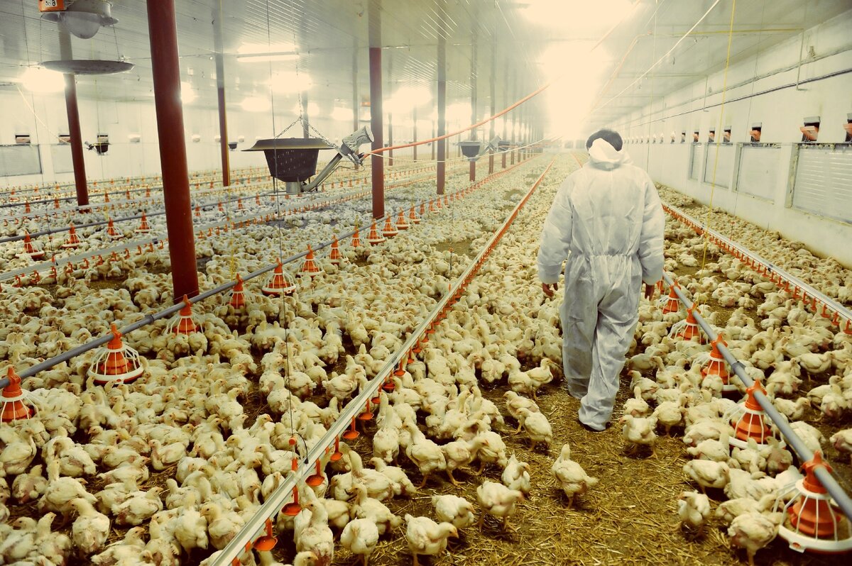 куриная ферма. фото яндекс картинки